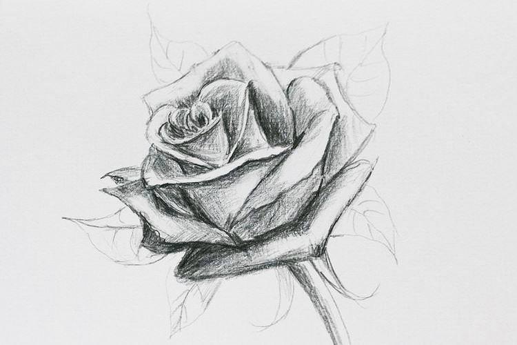 Як намалювати троянду олівцем