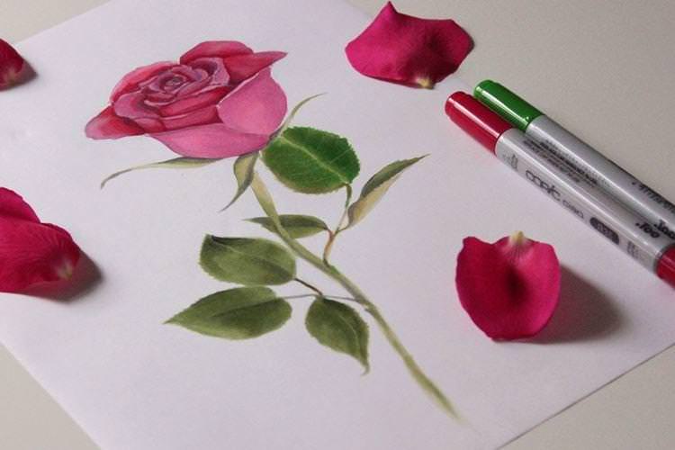 Як намалювати троянду фломастерами та олівцями